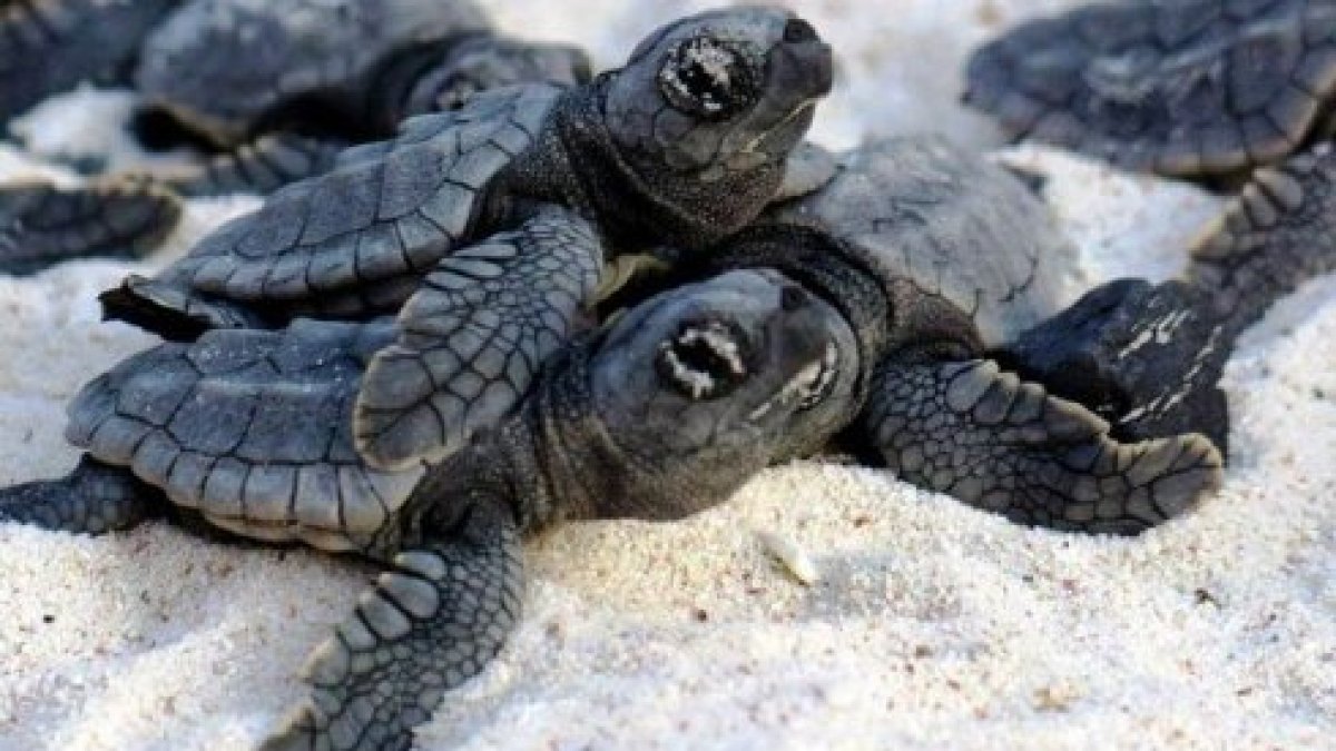 turtles lying in the sand